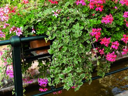 پلکترانتوس کولیوآیدز